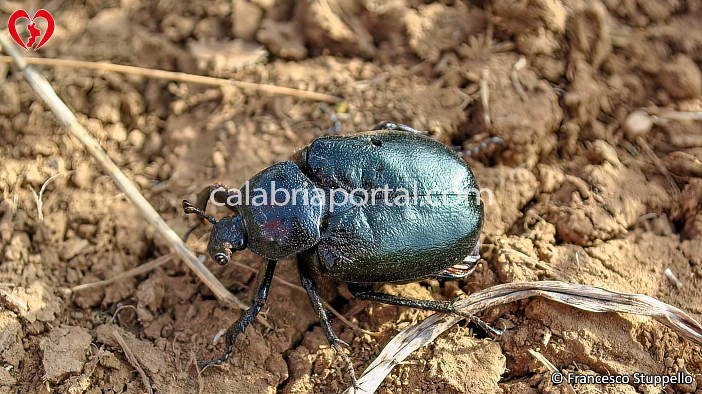 Fauna del Pollino Fauna del Pollino