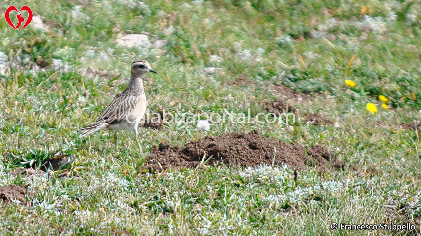 Fauna del Pollino Fauna del Pollino