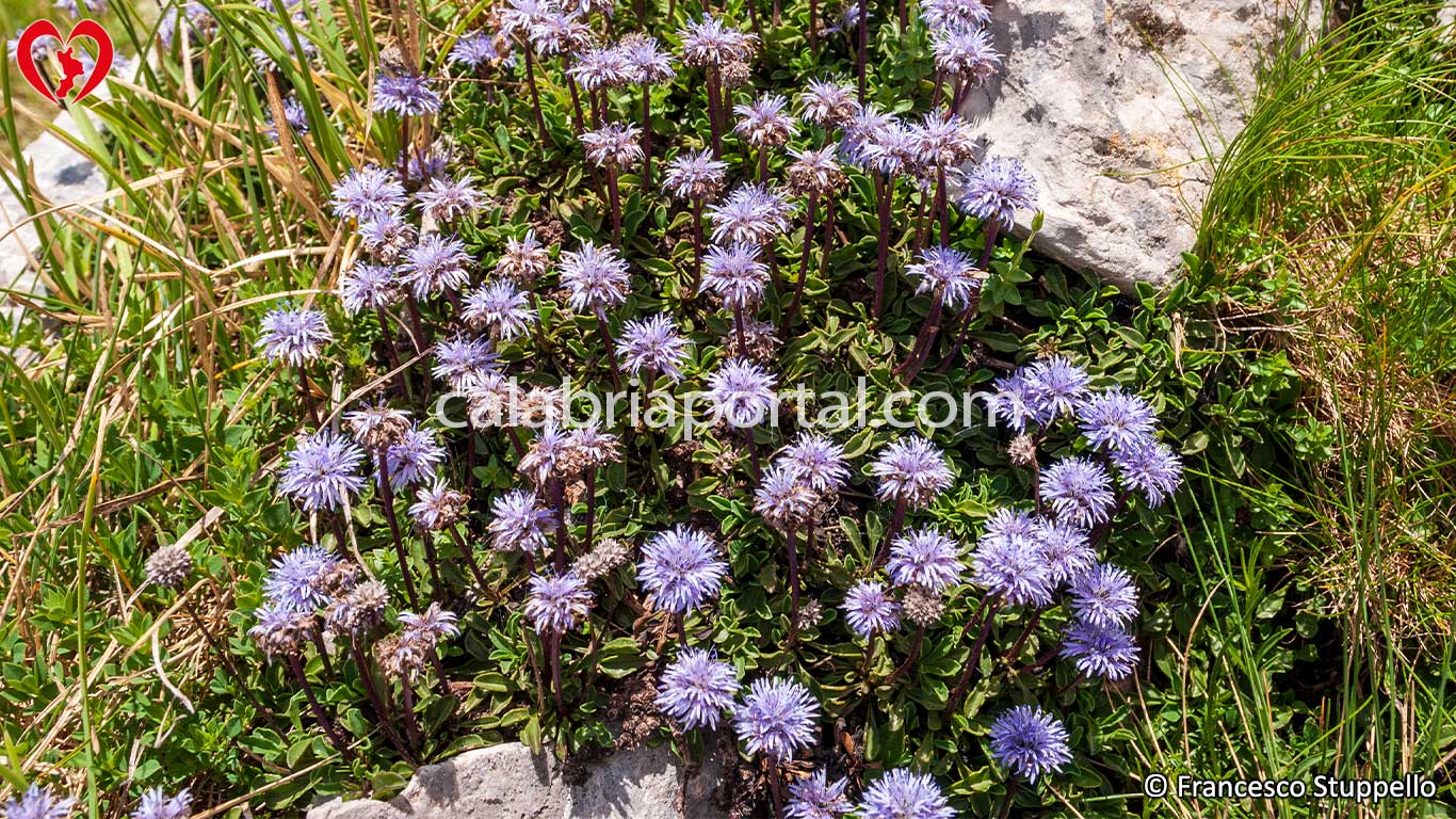 La Flora del Pollino La Flora del Pollino