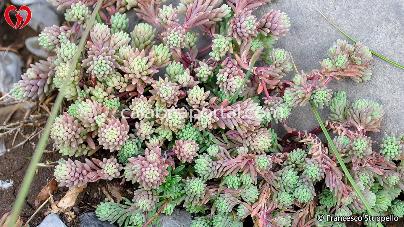 La Flora del Pollino La Flora del Pollino