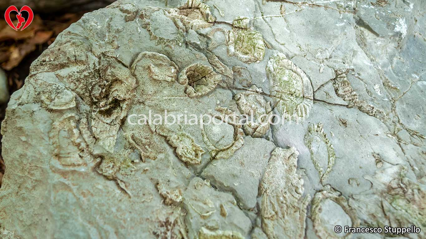 Fossili del Massiccio del Pollino Fossili del Massiccio del Pollino