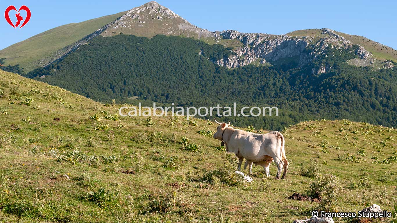 Scorci del Massiccio del Pollino Scorci del Massiccio del Pollino