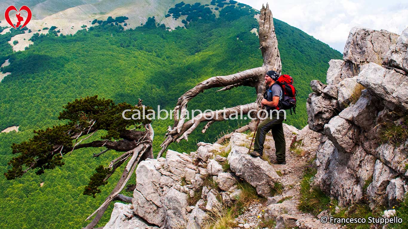 Pollino: Sentiero Roccioso con il Pino Loricato Avvolto dal Vento