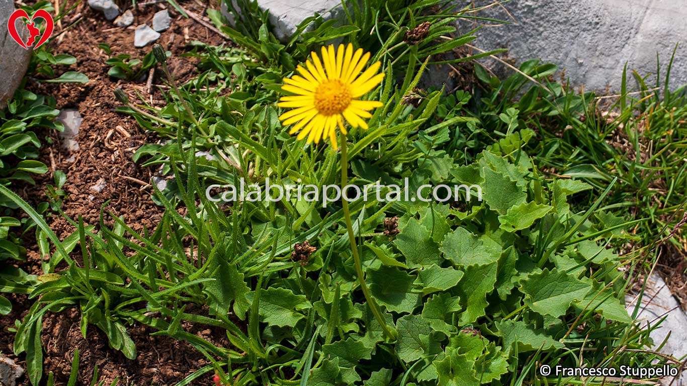 Doronico Colonna del Monte Pollino