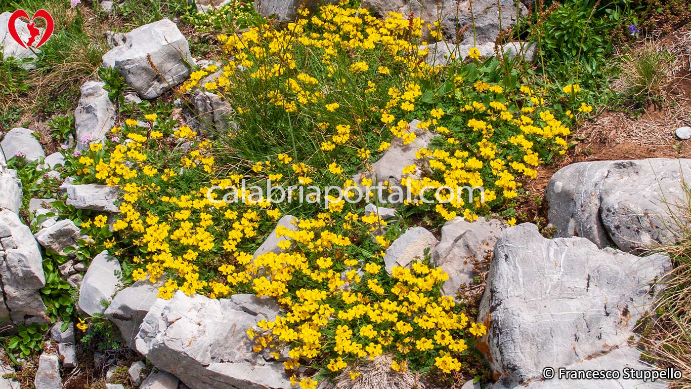Sferracavallo Comune del Monte Pollino