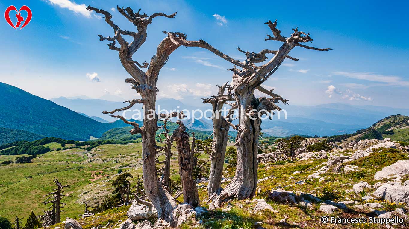 Cimitero dei Pini Loricati Cimitero dei Pini Loricati
