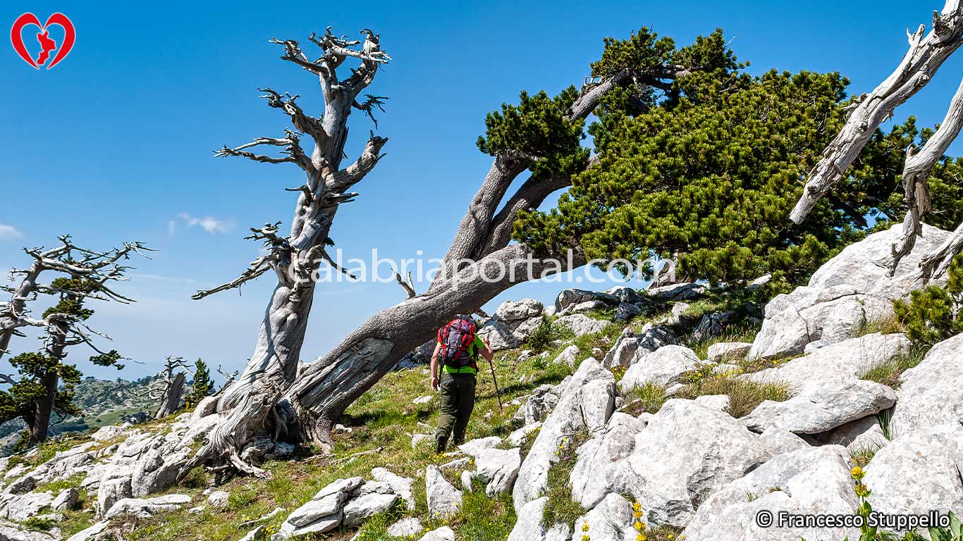 Escursione sul Monte Serra delle Ciavole - Massiccio del Pollino Escursione sul Monte Serra delle Ciavole - Massiccio del Pollino