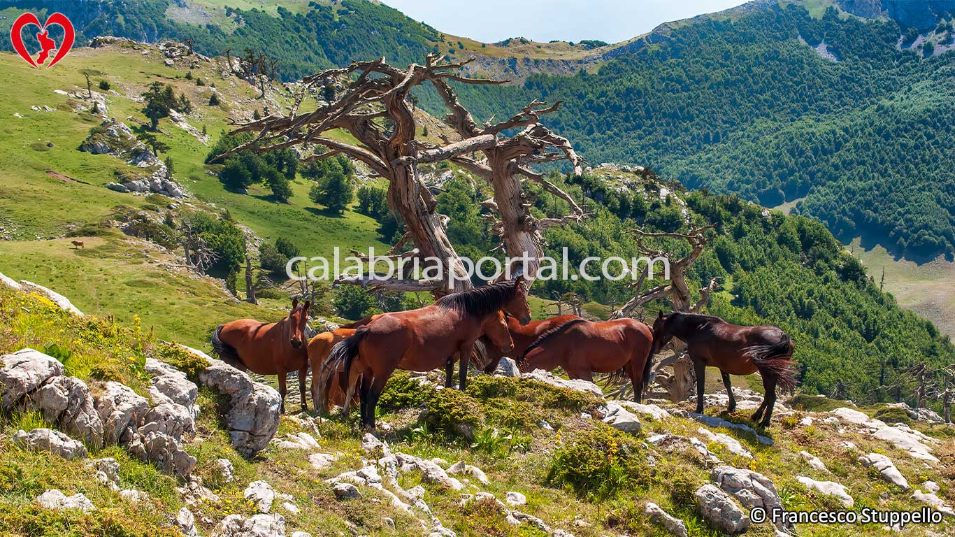 Escursione sul Monte Serra delle Ciavole Escursione sul Monte Serra delle Ciavole