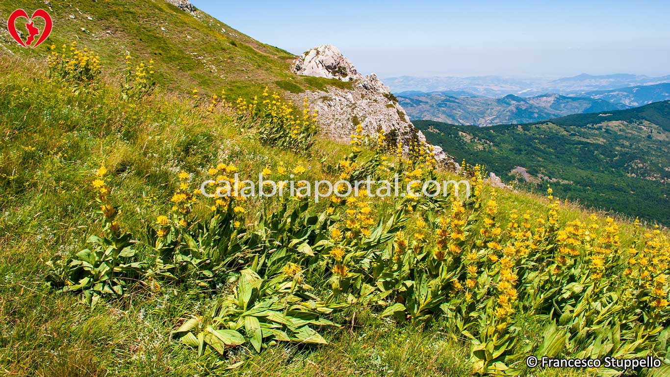Flora della Serra delle Ciavole Flora della Serra delle Ciavole