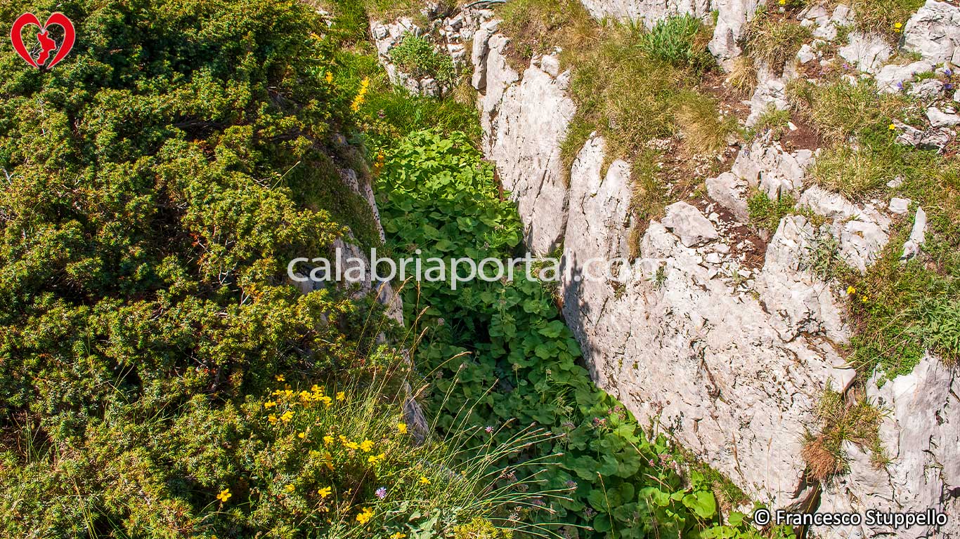 Flora della Serra delle Ciavole Flora della Serra delle Ciavole