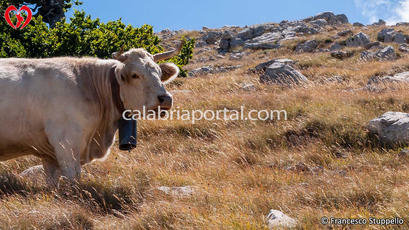 Escursione sul Monte Serra Dolcedorme Escursione sul Monte Serra Dolcedorme