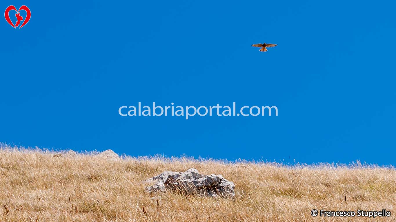 Falco sul Monte Serra Dolcedorme Falco sul Monte Serra Dolcedorme