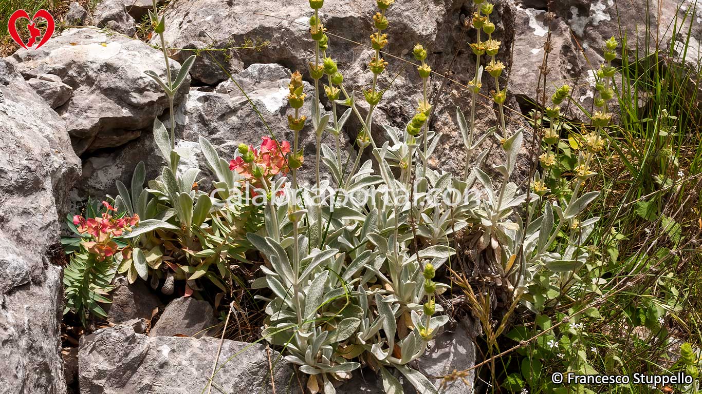 Stregonia Siciliana della Timpa di Porace