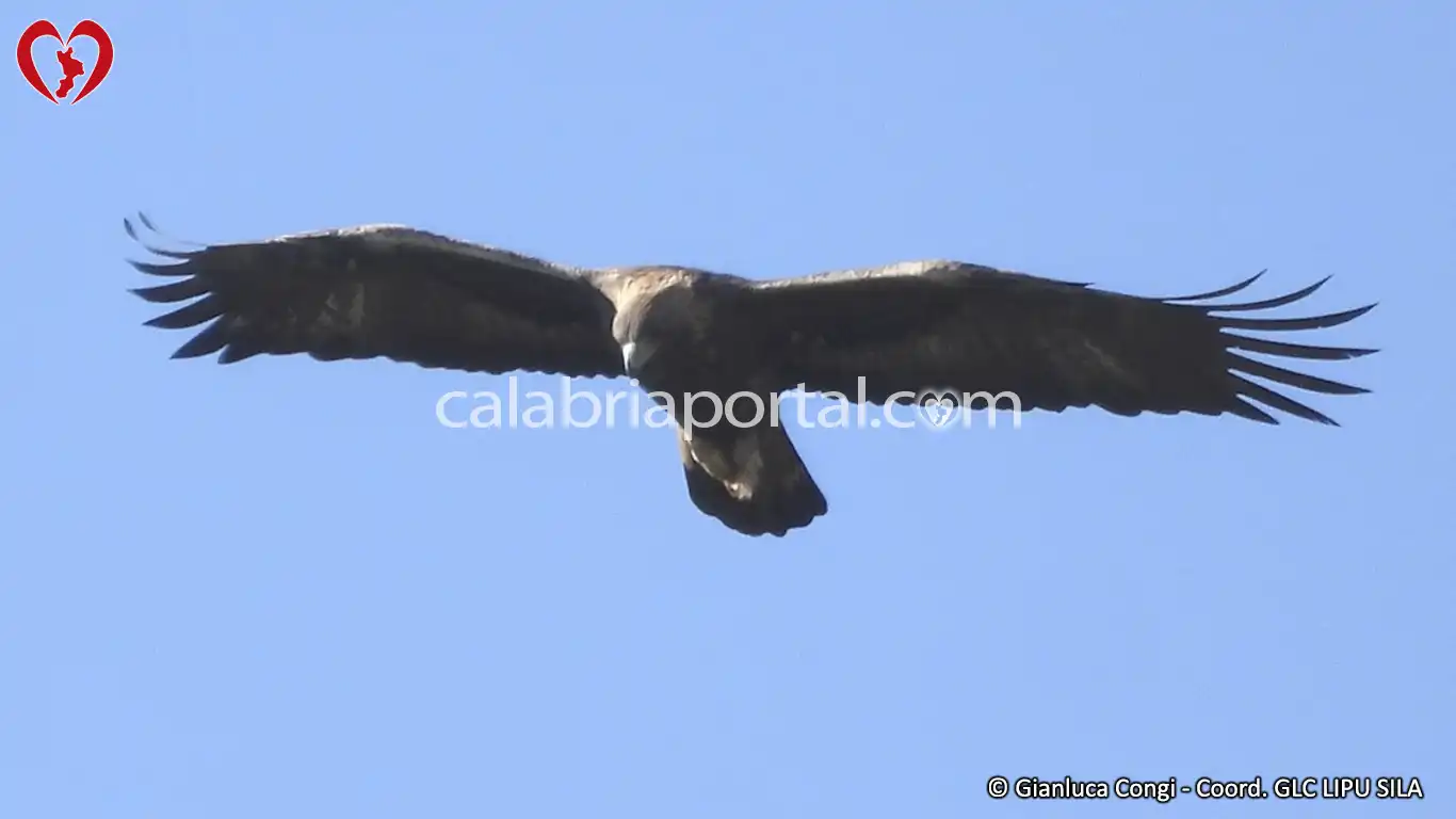 Aquila Reale (Aquila chrysaetos) in volo sul cielo della Sila Aquila Reale (Aquila chrysaetos) in volo sul cielo della Sila