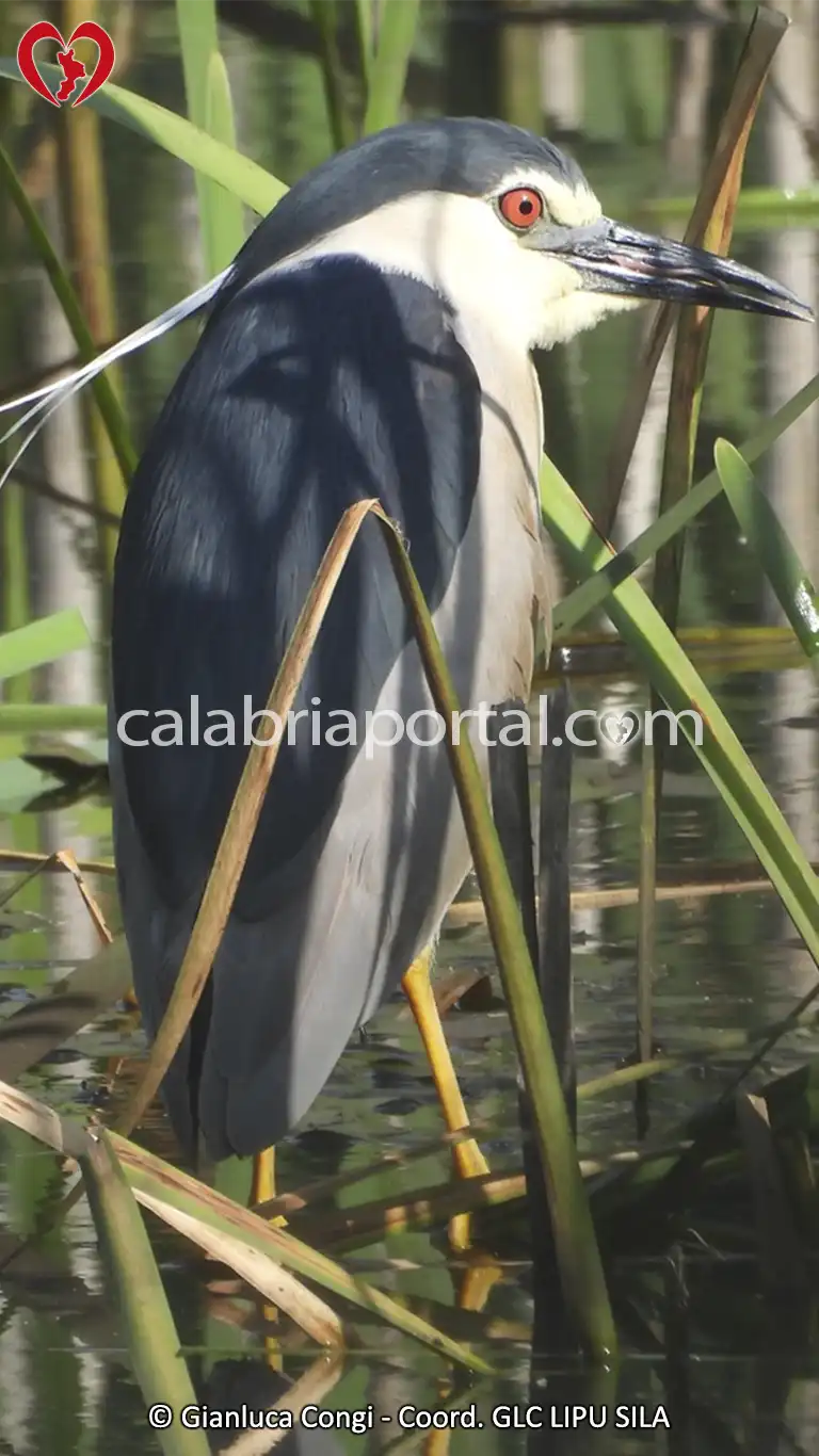 Esemplare di Nitticora (Nycticorax nycticorax) fotografato in Sila Esemplare di Nitticora (Nycticorax nycticorax) fotografato in Sila