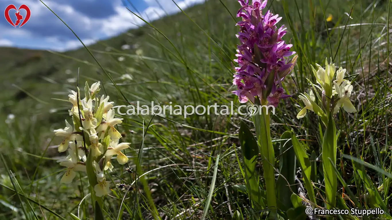Orchidee sulle Rive del Lago Cecita Orchidee sulle Rive del Lago Cecita