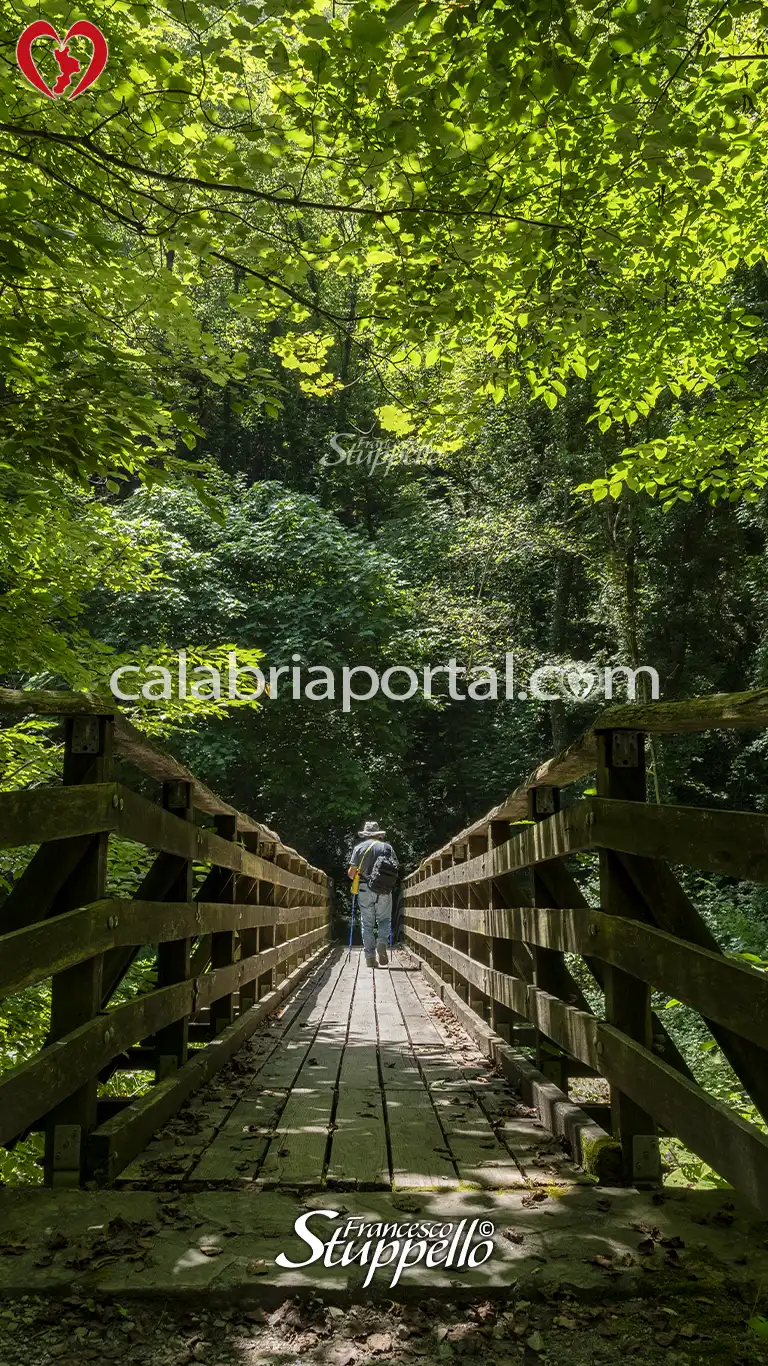 Ponte in Legno sul Fiume Argentino