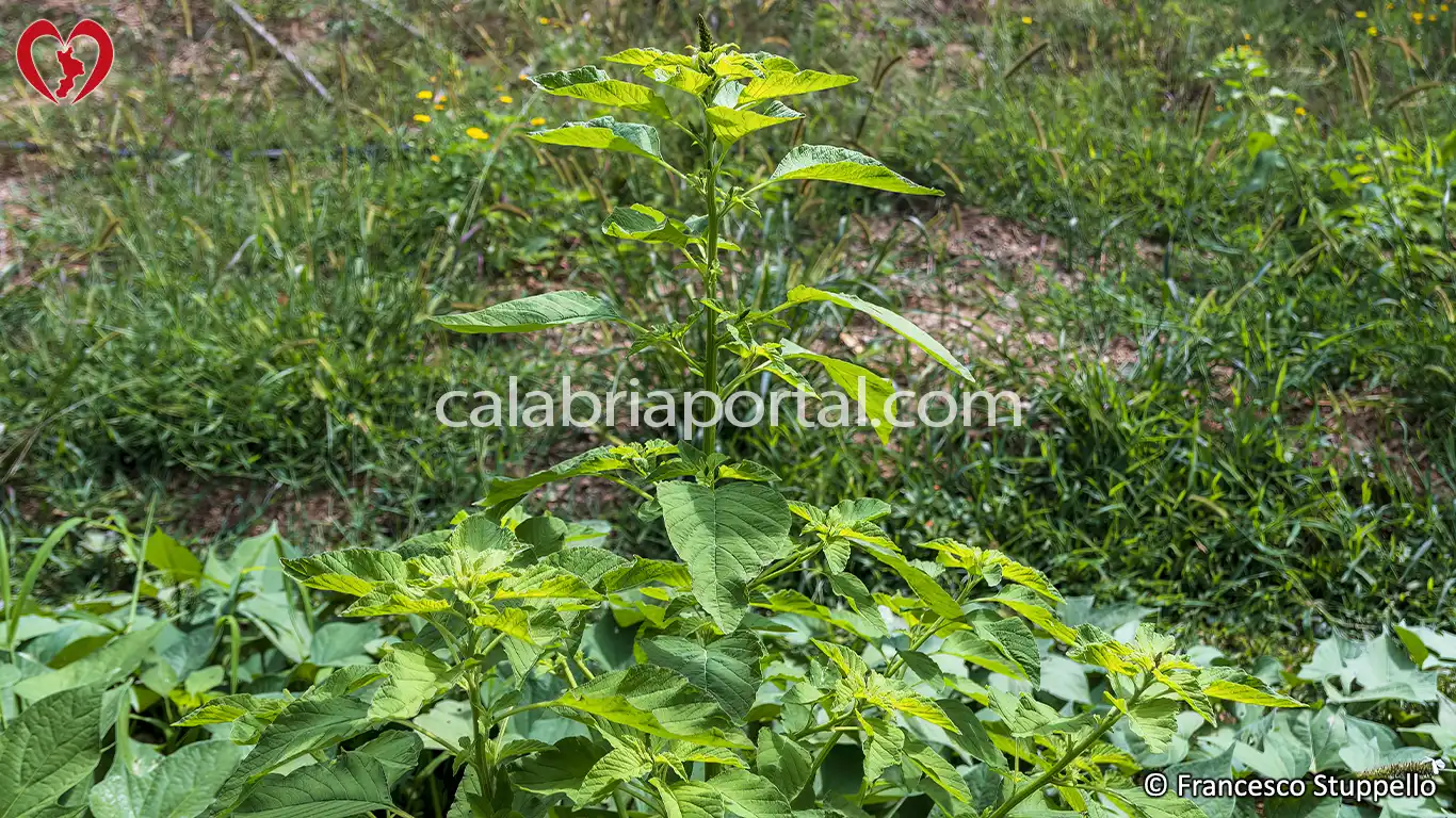 Amaranto Comune (Amaranthus retroflexus) della Calabria Amaranto Comune (Amaranthus retroflexus) della Calabria