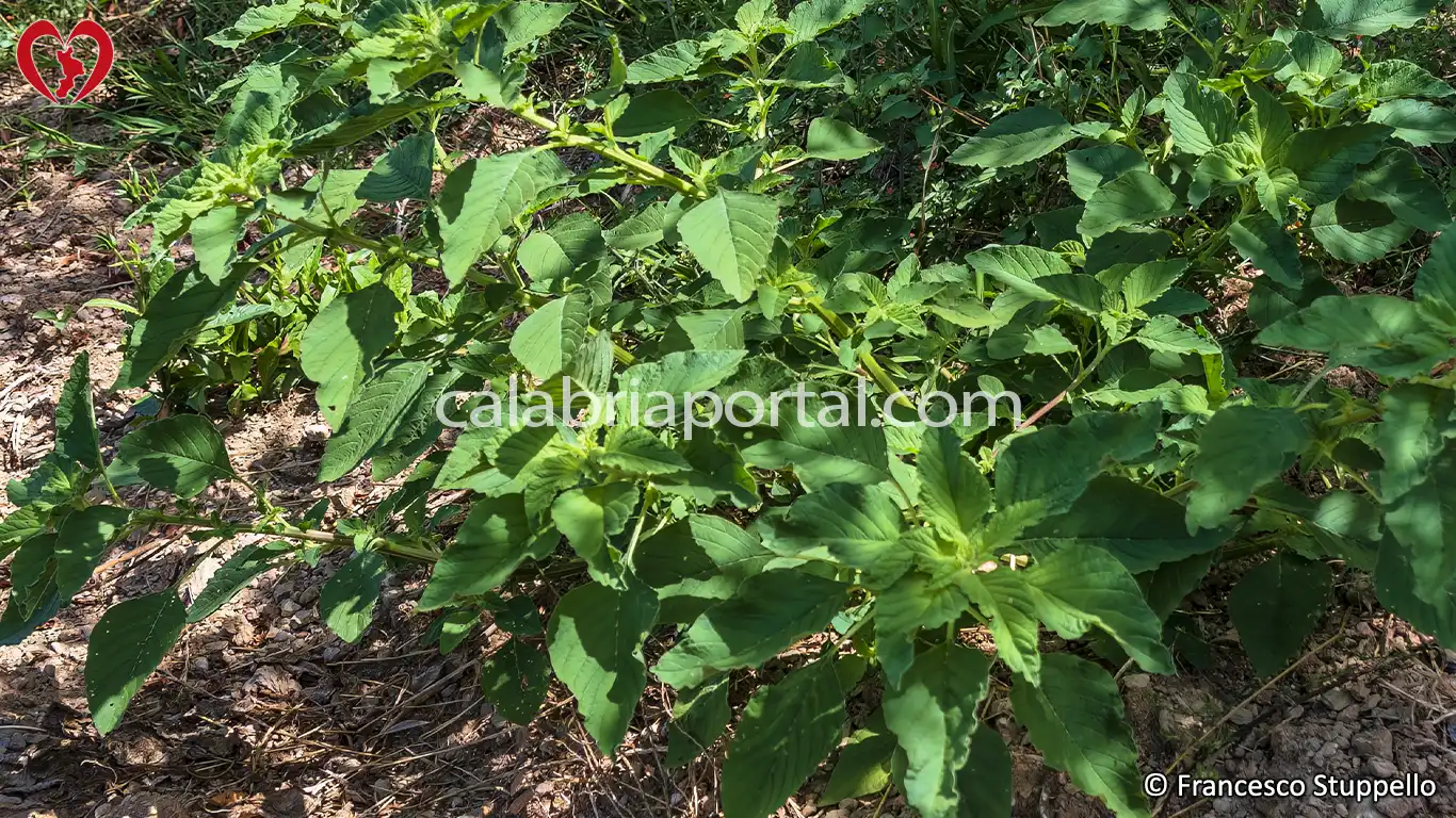 Amaranto Comune (Amaranthus retroflexus) della Calabria Amaranto Comune (Amaranthus retroflexus) della Calabria