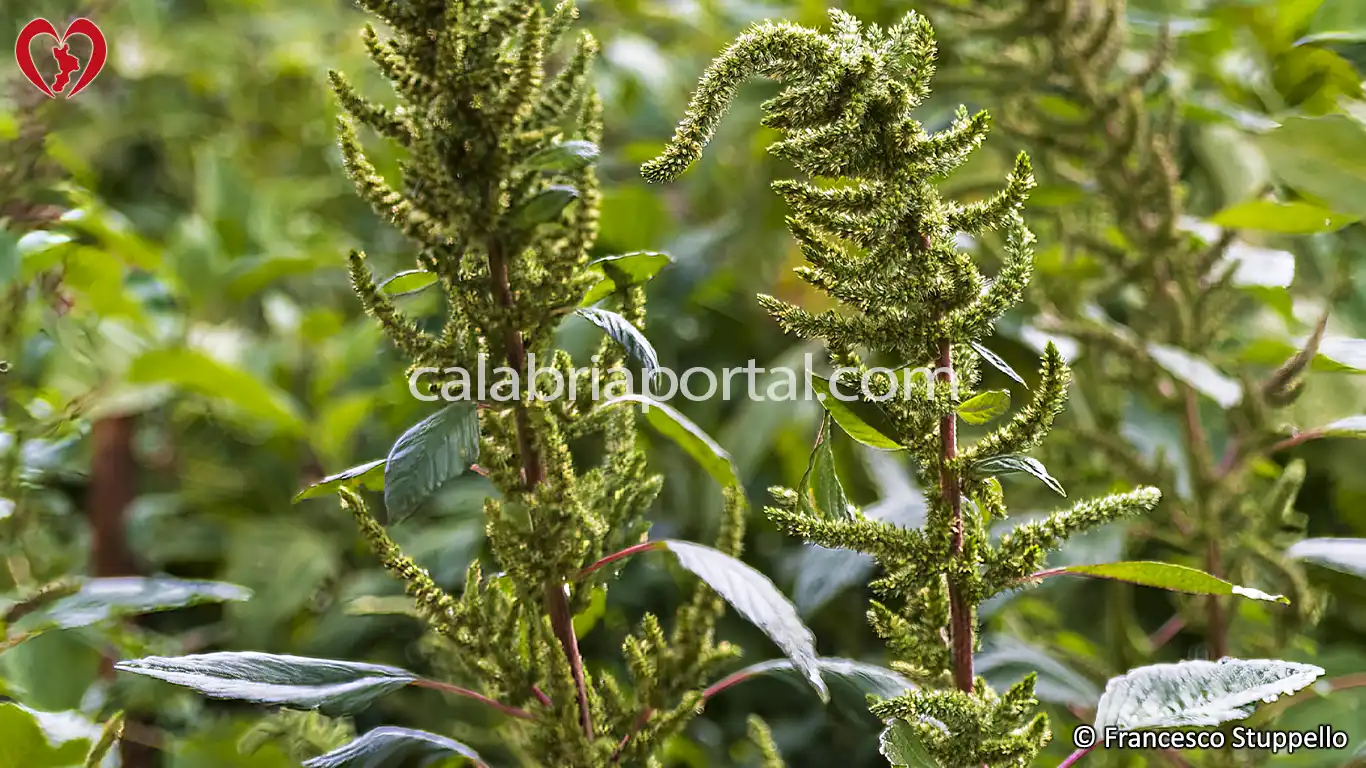 Amaranto Comune (Amaranthus retroflexus) della Calabria