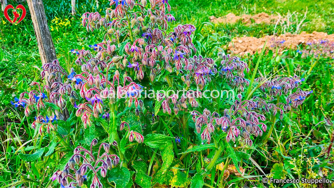 Borragine Fiorita (Borago officinalis)