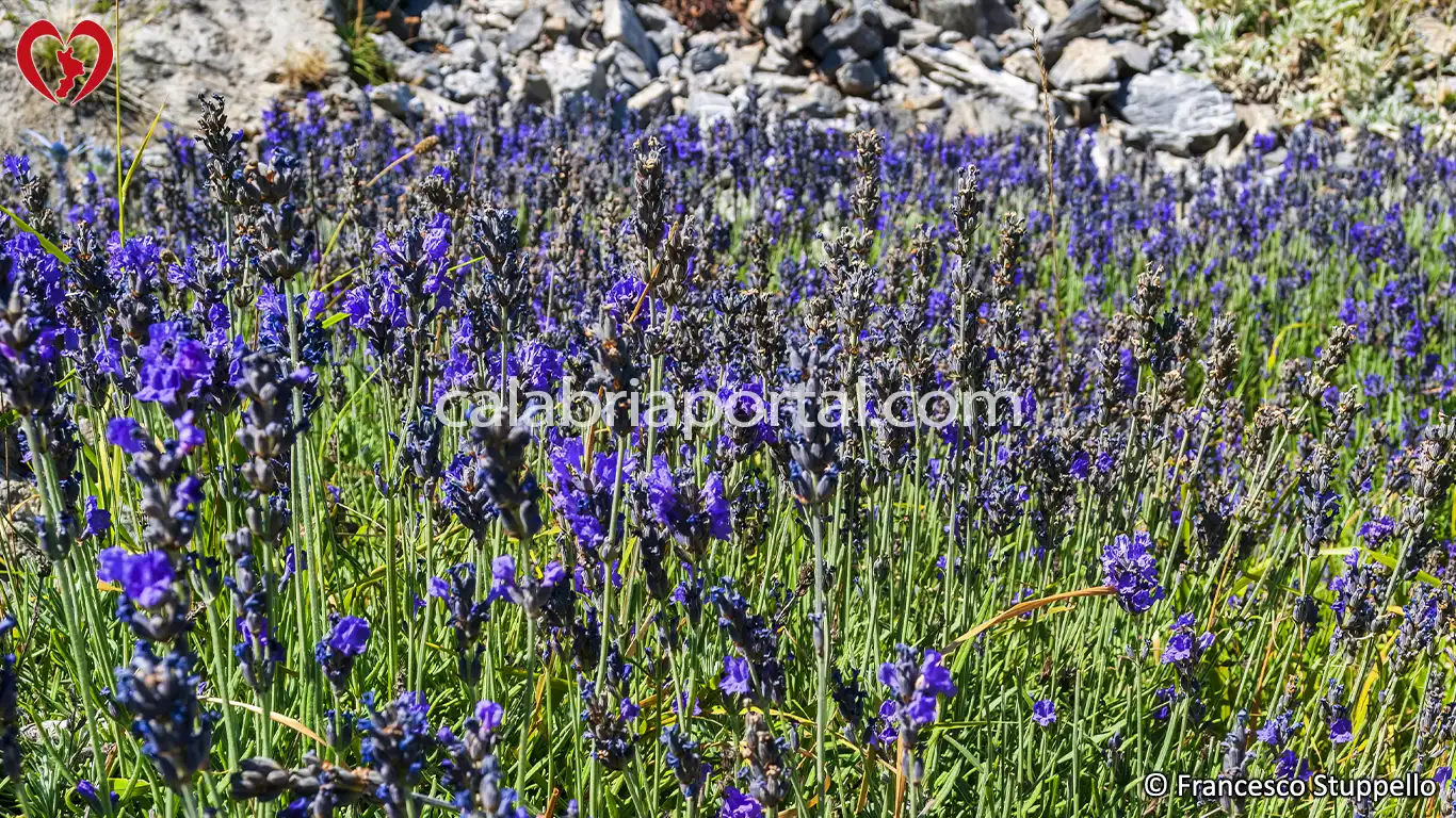 Lavanda (Lavandula angustifolia) della Calabria