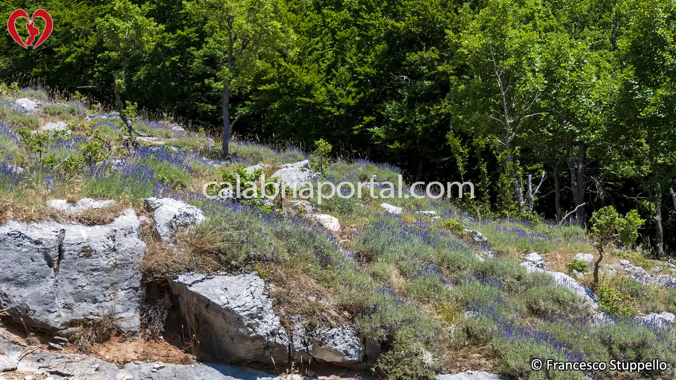 Lavanda (Lavandula angustifolia) della Calabria