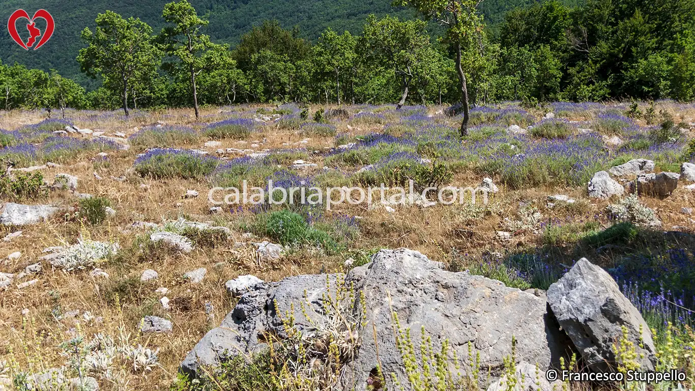 Lavanda (Lavandula angustifolia) della Calabria
