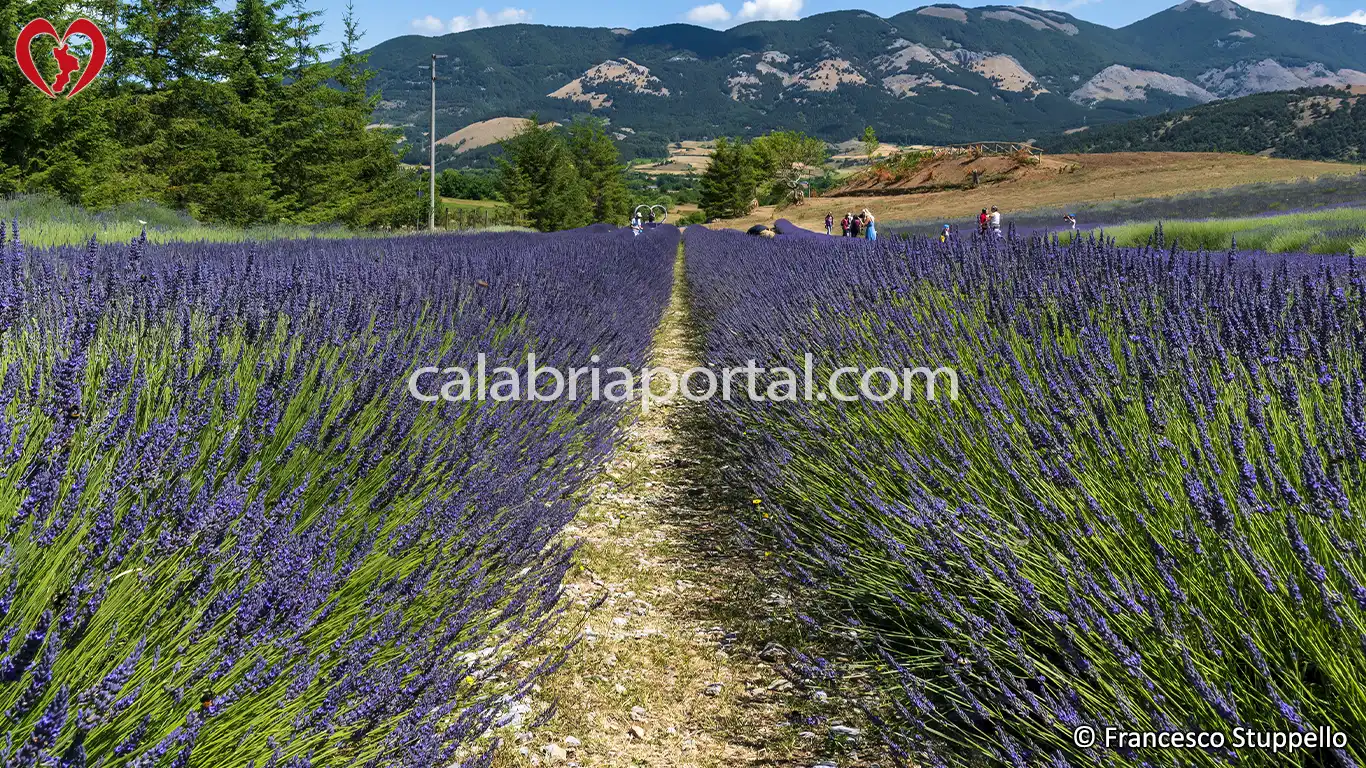 Lavanda (Lavandula angustifolia) della Calabria