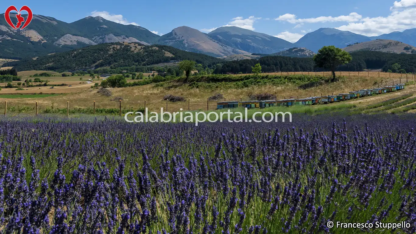 Lavanda (Lavandula angustifolia) della Calabria