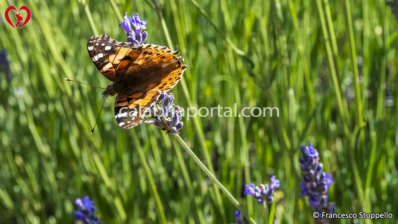 Lavanda (Lavandula angustifolia) della Calabria