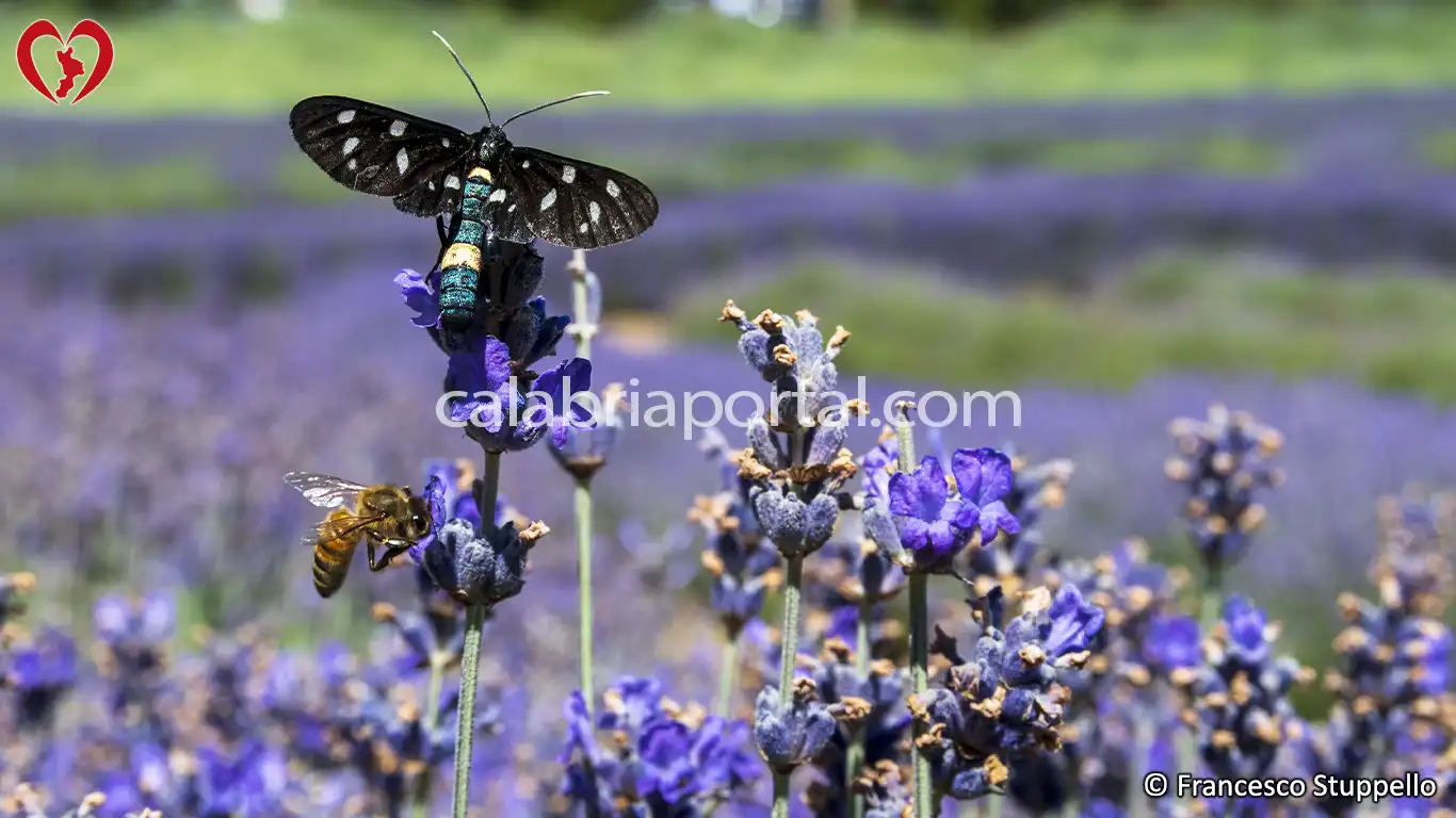 Lavanda (Lavandula angustifolia) della Calabria