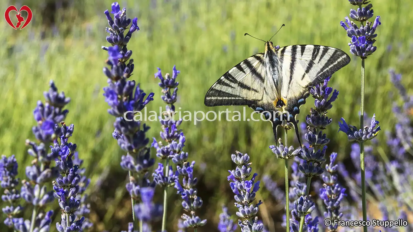 Lavanda (Lavandula angustifolia) della Calabria