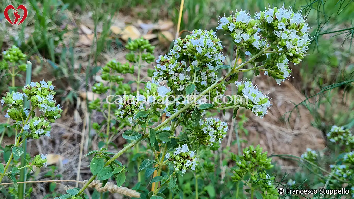 Origano Selvatico Calabrese (Origanum vulgare)