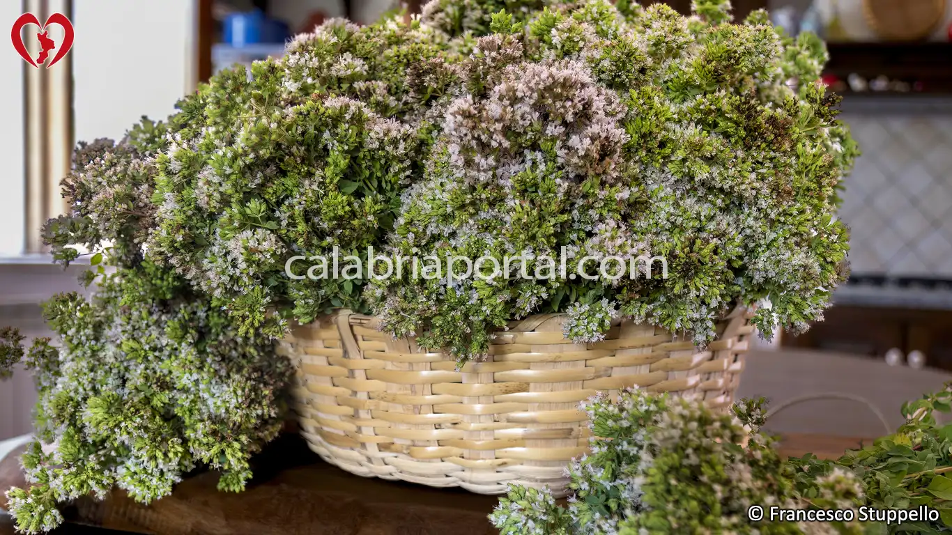 Origano Selvatico Calabrese (Origanum vulgare)