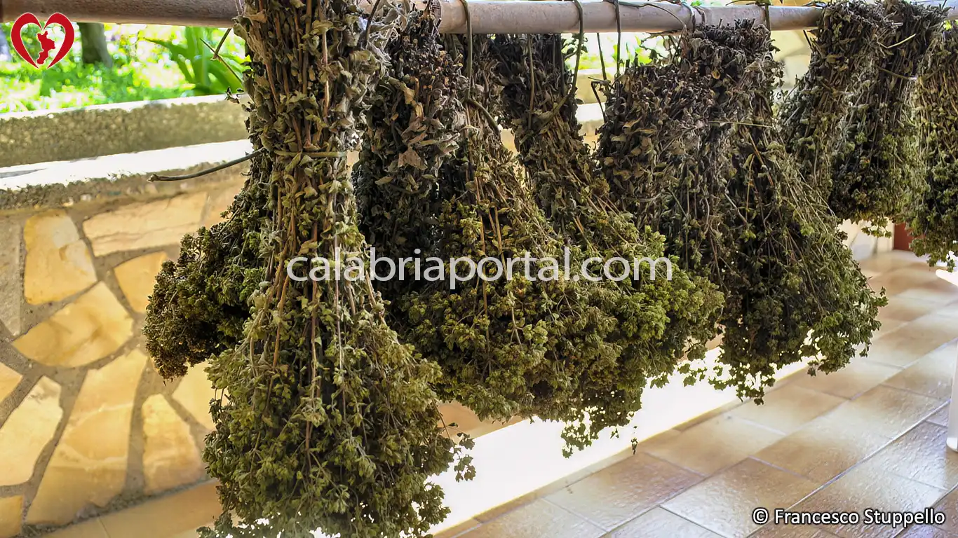 Origano Selvatico Calabrese (Origanum vulgare)