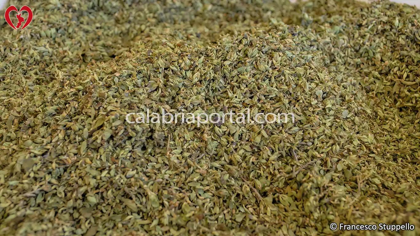 Origano Selvatico Calabrese (Origanum vulgare)