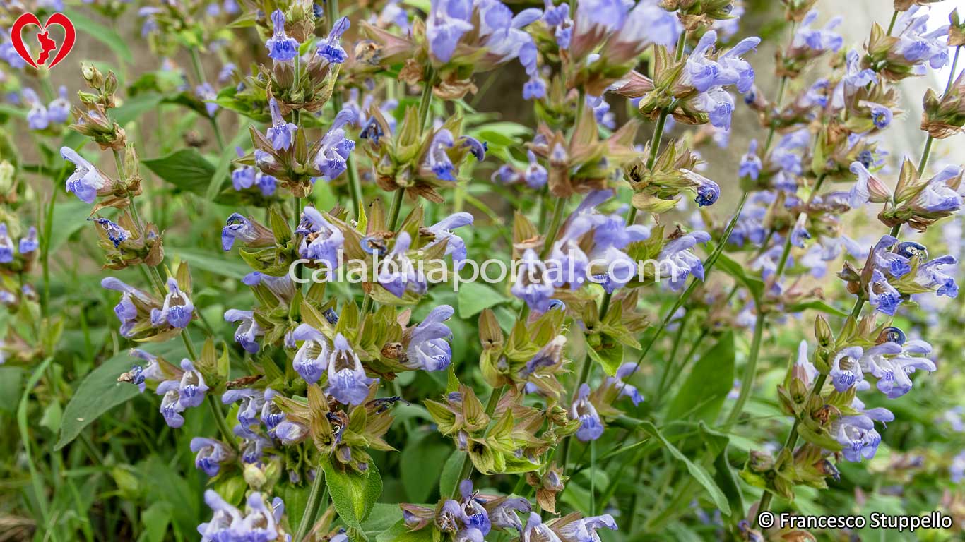 Fiori di Salvia Fiori di Salvia