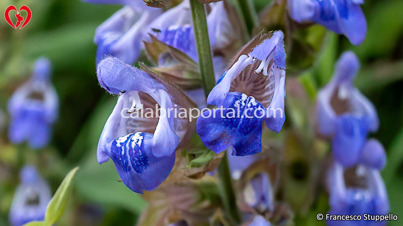 Fiori di Salvia Fiori di Salvia