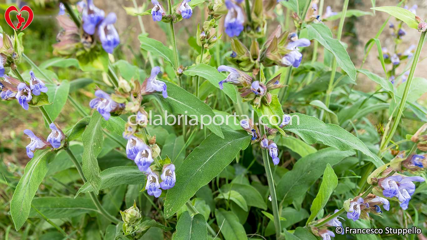 Salvia (Salvia officinalis) Salvia (Salvia officinalis)