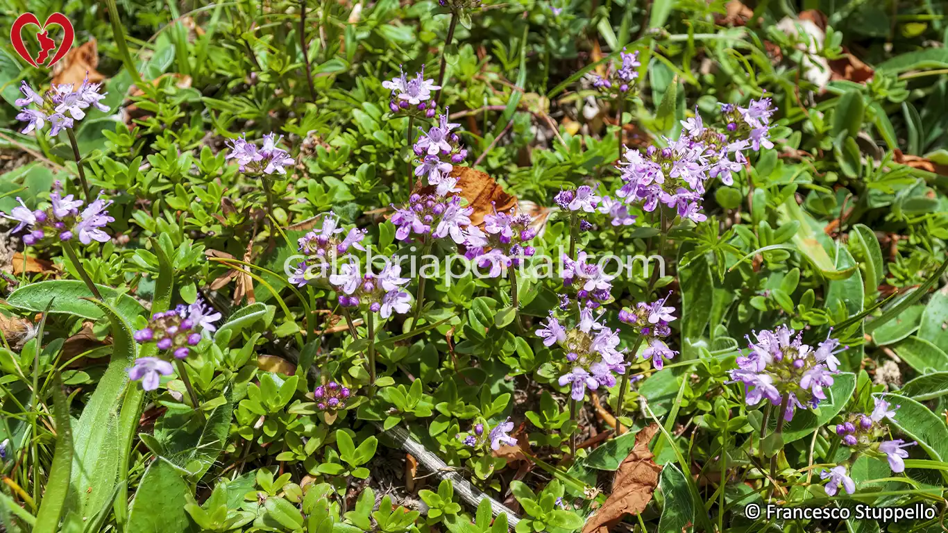 Il Timo con Fascetti (Thymus longicaulis) della Calabria