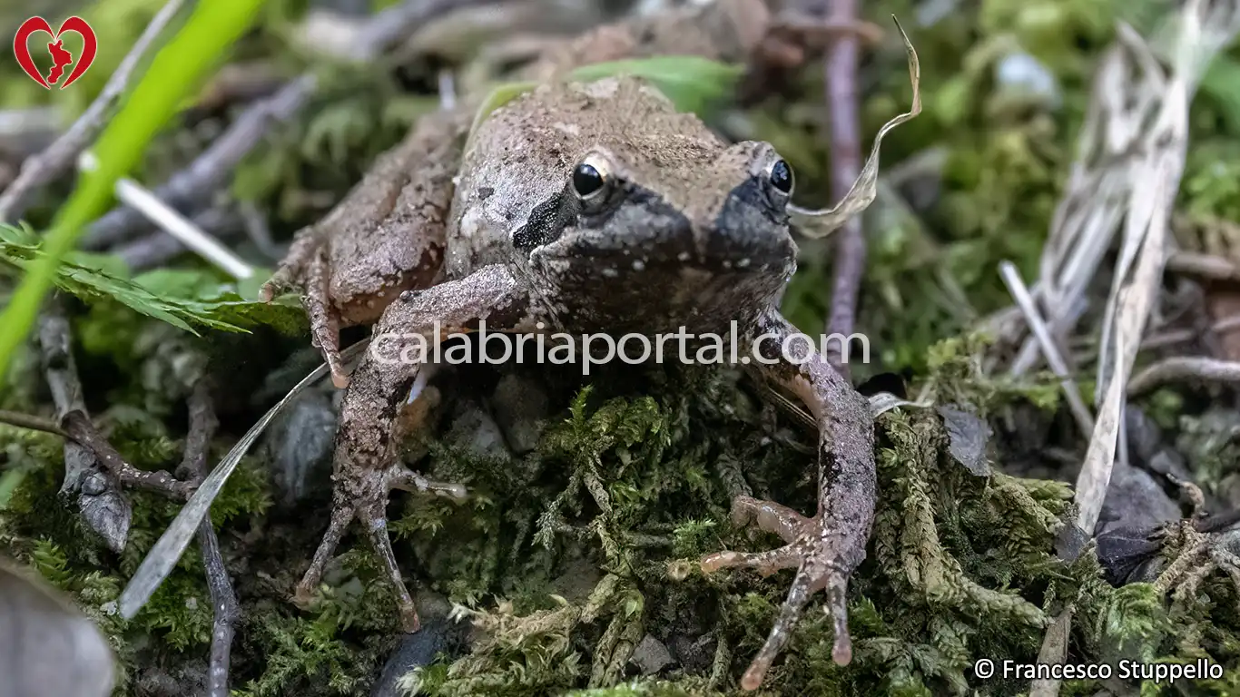 Rana Appenninica della Calabria