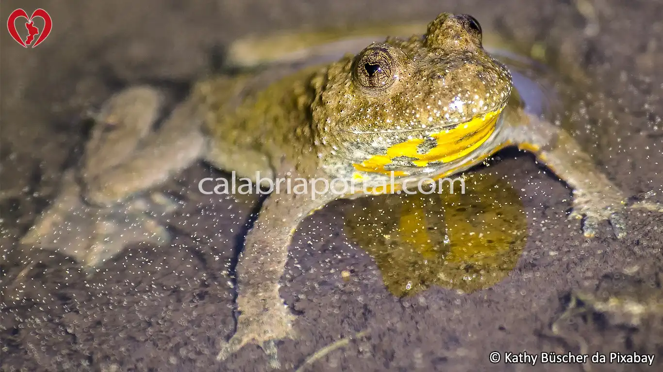 Ululone dal Ventre Giallo della Calabria