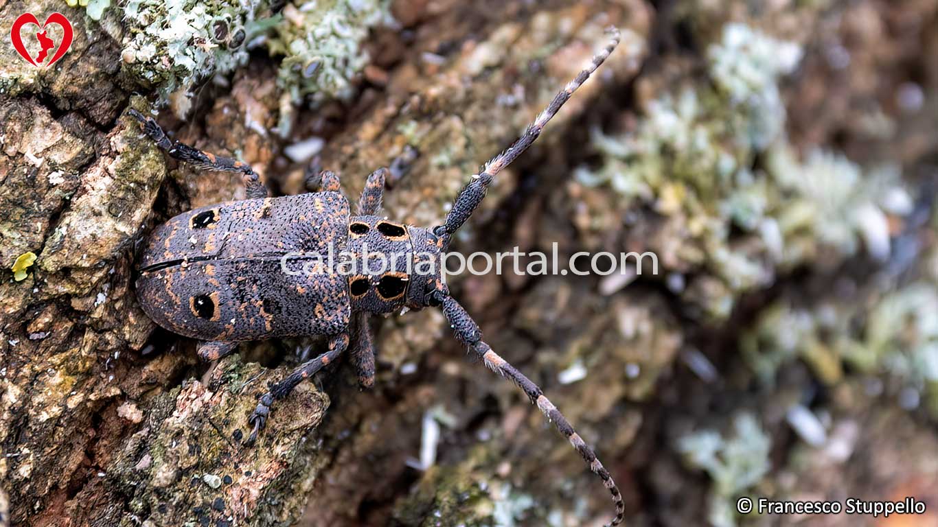 Mesosa curculionoides in Calabria Mesosa curculionoides in Calabria