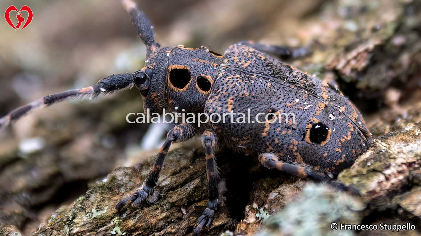 Mesosa curculionoides in Calabria Mesosa curculionoides in Calabria