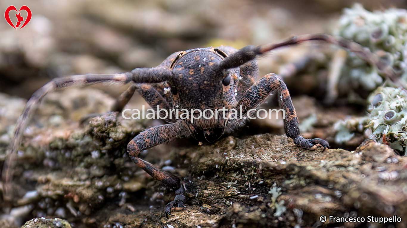 Mesosa curculionoides in Calabria Mesosa curculionoides in Calabria
