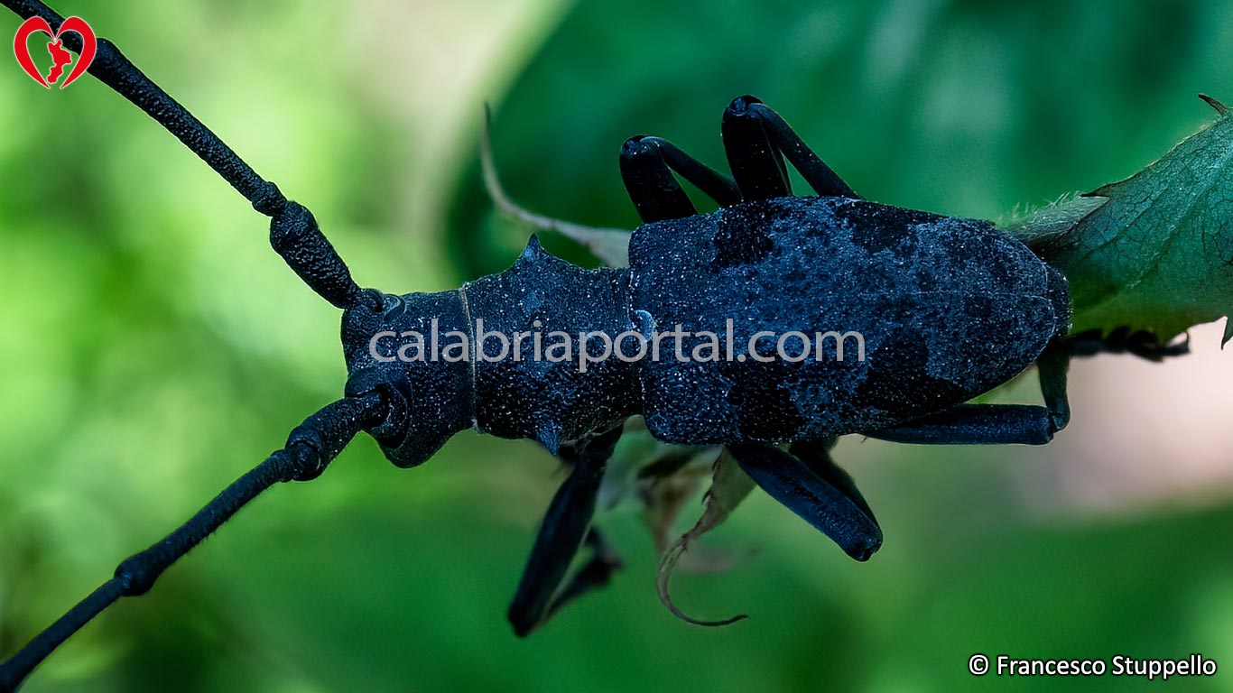 Longicorno (Morimus asper) Longicorno (Morimus asper)