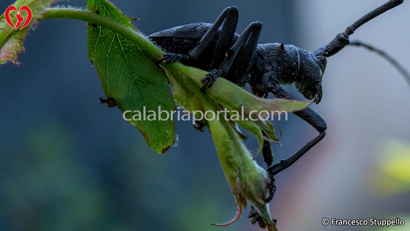 Longicorno (Morimus asper) Longicorno (Morimus asper)