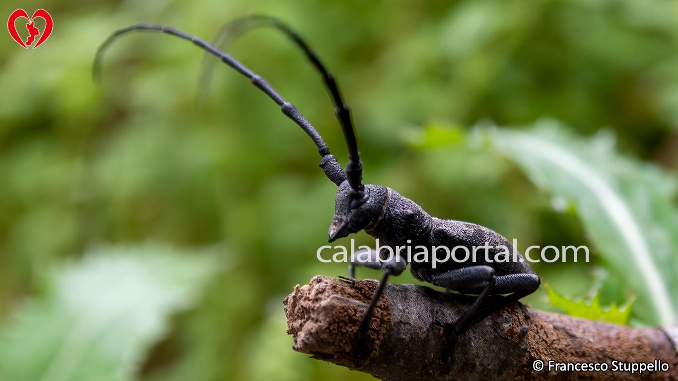 Longicorno (Morimus asper) Longicorno (Morimus asper)