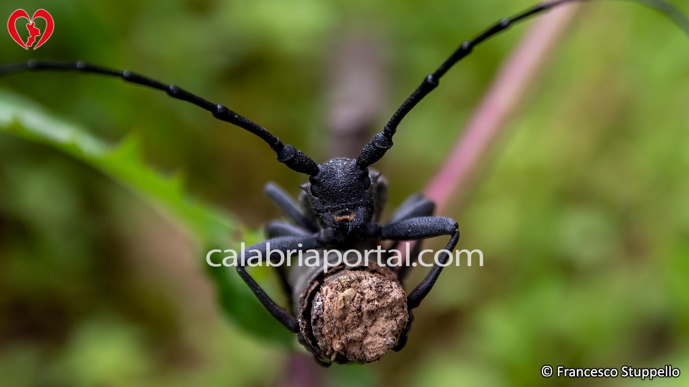 Longicorno (Morimus asper) Longicorno (Morimus asper)